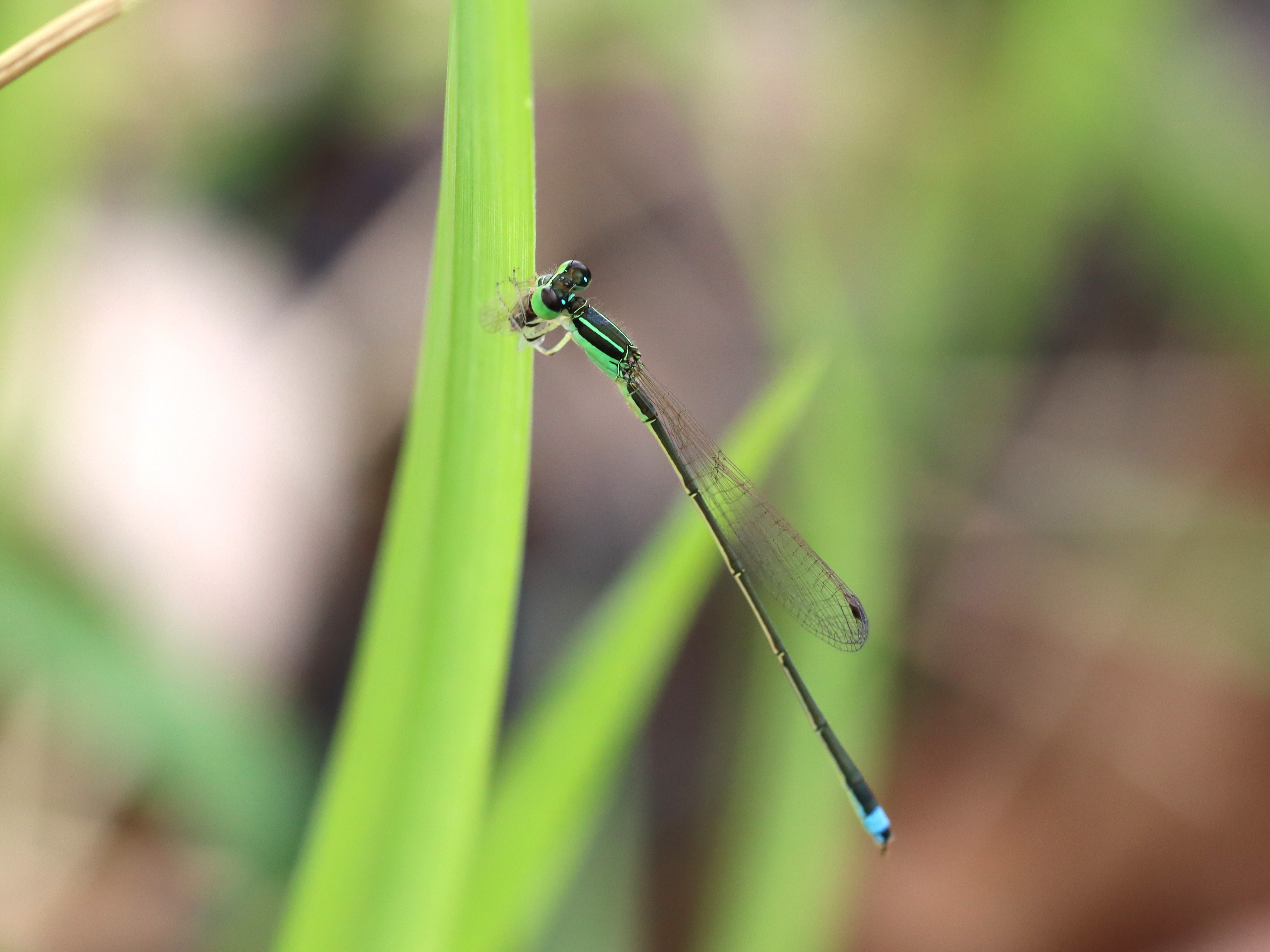 アジアイトトンボ6